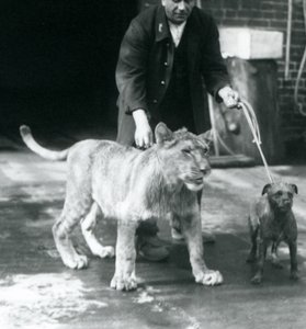 Ošetřovatel na procházce se psem a mladým lvem, Londýnská zoo, srpen 1925 (černobílá fotografie) od Frederick William Bond