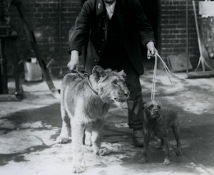Ošetřovatel s irským teriérem a mladým lvem na procházce na vodítku, Londýnská zoo, září 1925 od Frederick William Bond