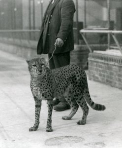 Chovatel s gepardem na vodítku, londýnská zoo od Frederick William Bond