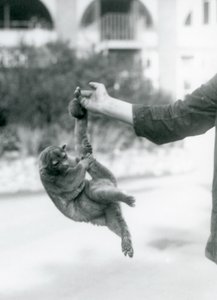 Kinkajou zavěšený z prstu chovatele za jeho chápavý ocas, Londýnská zoo, září 1925 od Frederick William Bond