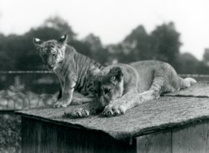 Mládě lva a tygra sedí společně na střeše svého doupěte, londýnská zoo, září 1925 (černobílá fotografie) od Frederick William Bond