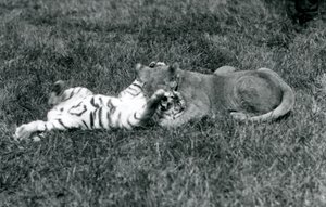 Mládě lva a tygra zápasí na trávě, Londýnská zoo, září 1925 (černobílá fotografie) od Frederick William Bond