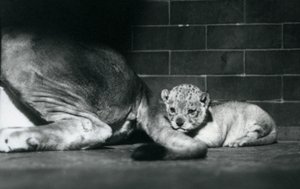 Lvíče leží za ocasem své matky, Londýnská zoo, říjen 1925 od Frederick William Bond