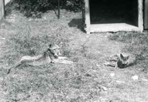Lvíče ležící na trávníku, poblíž otevřené dřevěné bedny, s domácí kočkou, Londýnská zoo, červenec 1925 od Frederick William Bond
