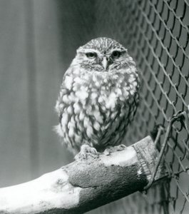 Malá sova sedící na větvi vedle drátěného pletiva výběhu, Londýnská zoo, listopad 1925 od Frederick William Bond