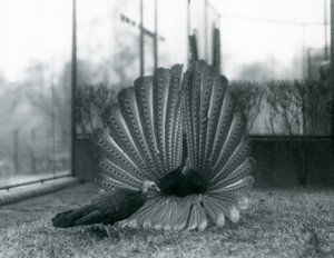 Samec Argus Bažant Velký Argus námluvy se samicí stojící vedle něj, Londýnská zoo, leden 1926