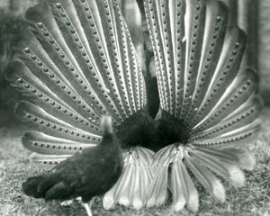 Samec bažanta argusovéhoBažant argusový předvádí námluvy, vedle něj stojí samice, Londýnská zoo, leden 1926 od Frederick William Bond
