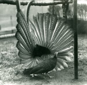 Samec bažanta argusovéhoBažant argusový předvádí námluvy, vedle něj stojí samice, Londýnská zoo, leden 1926 od Frederick William Bond