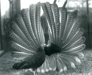 Samec Argus Bažant Velký Argus námluvy se samicí stojící vedle něj, Londýnská zoo, leden 1926 od Frederick William Bond