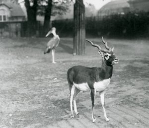 Samec Blackbuck nebo antilopy indické stojící ve výběhu v londýnské zoo, říjen 1926 (černobílá fotografie) od Frederick William Bond