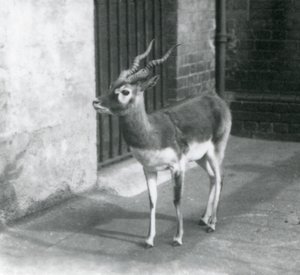 Samec Blackbuck stojící ve výběhu v londýnské zoo v červnu 1925 od Frederick William Bond