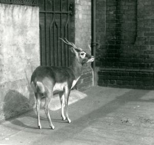 Samec Blackbuck stojící ve výběhu v londýnské zoo v červnu 1925 od Frederick William Bond