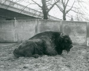 Samec zubra evropského ležícího na trávě ve svém výběhu, londýnská zoo, 1927 od Frederick William Bond