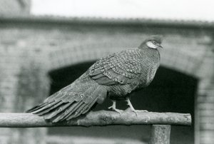 Samec bažanta šedého stojícího na bidélku v londýnské zoo v roce 1931 (černobílá fotografie) od Frederick William Bond