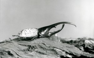 Samec Hercules Beetle odpočívá na kůře v londýnské zoo od Frederick William Bond