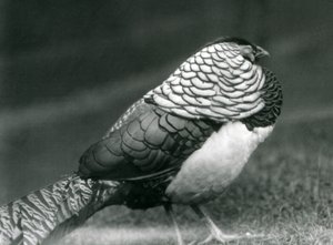 Samec bažanta lady Amherstové, stojící na trávě, londýnská zoo od Frederick William Bond