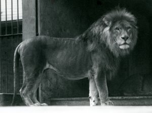 Lví samec v londýnské zoo, červen 1924 od Frederick William Bond