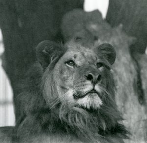 Lví samec v londýnské zoo v roce 1929 (černobílá fotografie) od Frederick William Bond