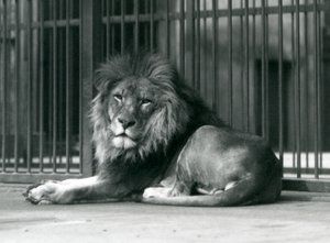 Lví samec ležící proti mřížím svého výběhu, londýnská zoo, září 1927 od Frederick William Bond