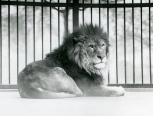 Lví samec odpočívá ve svém výběhu v londýnské zoo v březnu 1925 (černobílá fotografie) od Frederick William Bond