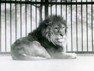 Samec lva odpočívá ve svém výběhu v londýnské zoo v březnu 1925 od Frederick William Bond