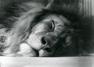 Lví samec spící ve svém výběhu v londýnské zoo v roce 1924 od Frederick William Bond