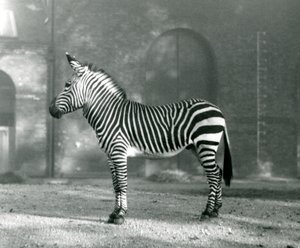 Samec zebry horské x Hartmanns Mountain Zebra stojící ve výběhu v londýnské zoo v září 1927 od Frederick William Bond