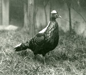 Samec bažanta Swinhoes v londýnské zoo, září 1923 od Frederick William Bond