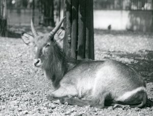 Samec Waterbuck, Kobus ellipsiprymnus, sedící ve svém výběhu v londýnské zoo, 20. léta od Frederick William Bond