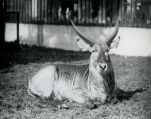 Samec Waterbuck ležící na trávě ve svém výběhu v londýnské zoo v roce 1928 (černobílá fotografie) od Frederick William Bond