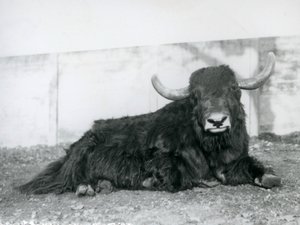 Samec Yak ležící ve svém výběhu v londýnské zoo v roce 1928 (černobílá fotografie) od Frederick William Bond