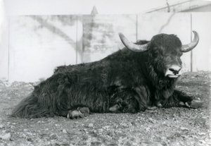 Samec Yak ležící ve svém výběhu v londýnské zoo v srpnu 1928 (černobílá fotografie) od Frederick William Bond