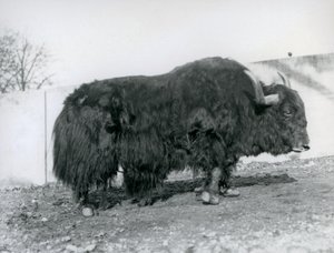 Samec jaka stojící ve svém výběhu v londýnské zoo v roce 1928 (černobílá fotografie) od Frederick William Bond