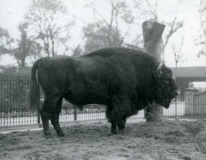 Zubr evropský stojící na trávě ve svém výběhu. Londýnská zoologická zahrada, říjen 1927. Zranitelní zubři evropský jsou také známí jako Wisent nebo Evropský lesní bizon. od Frederick William Bond