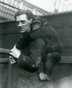 Muž nese šimpanzi Sally na zádech, Londýnská zoo, 1924 od Frederick William Bond