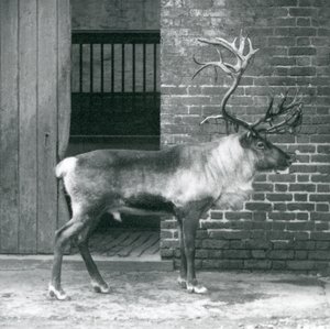 Dospělý jelen sob stojící ve svém výběhu v londýnské zoo v roce 1925 od Frederick William Bond