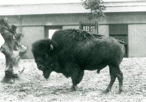 Téměř ohrožený americký býk Bison Buffalo stojící ve svém výběhu, londýnská zoo, 1927 od Frederick William Bond