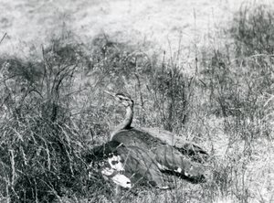 Téměř ohrožený drop arabský roztahující svá křídla blízko země mezi kouskem vysoké trávy, Londýnská zoo, červenec 1925 od Frederick William Bond