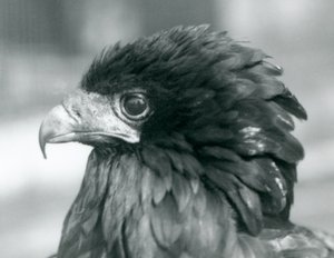 Téměř ohrožený Bateleur Eagle v londýnské zoo v roce 1927 od Frederick William Bond