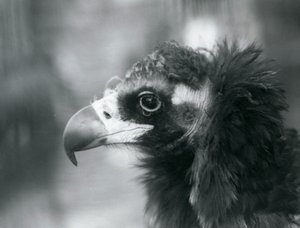Téměř ohrožený Euroasijský černý sup v londýnské zoo, 1927