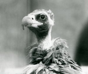 Téměř ohrožený Euroasijský černý sup v londýnské zoo, červenec 1926 od Frederick William Bond