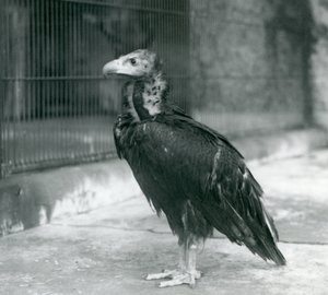 Téměř ohrožený Euroasijský černý sup stojící v londýnské zoo, 1927 od Frederick William Bond