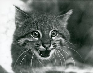 Téměř ohrožená Pampas Cat/Pantanal Cat/Colocolo v londýnské zoo v roce 1929 (černobílá fotografie) od Frederick William Bond
