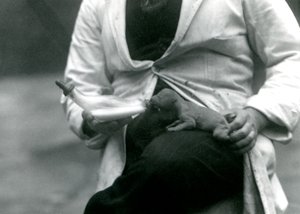 Novorozené lvíče krmené z láhve svým chovatelem, londýnskou zoo, 1923 od Frederick William Bond