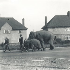 Pár indických slonů kráčejících z Tilbury do ZSL Whipsnade od Frederick William Bond
