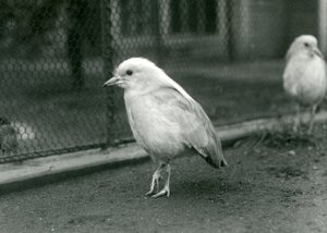 Pár Kagusů, nebo Cagous, stojící na podlaze jejich výběhu v londýnské zoo, 1927 od Frederick William Bond