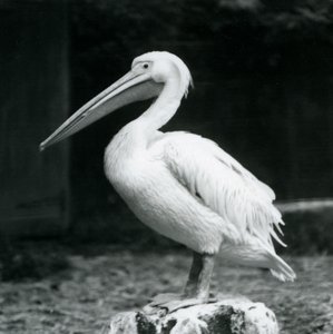 Pelikán stojící na pařezu v londýnské zoo v září 1925 od Frederick William Bond