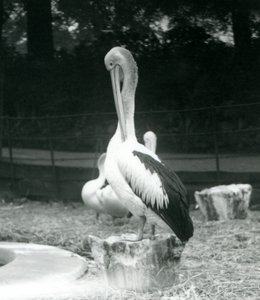Pelikán, stojící na pařezu, předrývající si krk v londýnské zoo v září 1925 od Frederick William Bond