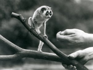 Štíhlý outloň stojící na větvi držené chovatelem, londýnská zoo, srpen 1926 od Frederick William Bond