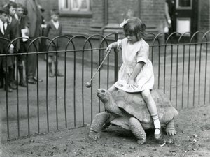 Malá dívka, Betty, drží hůl s jablkem na konci, aby vedla obří želvu, na které jede, Londýnská zoo, 1924 od Frederick William Bond